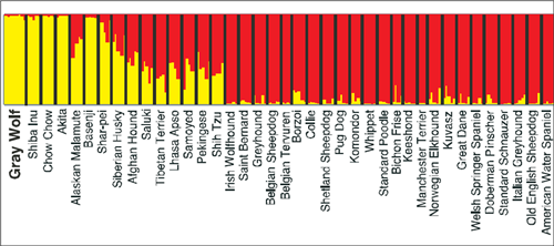 great dane intelligence ranking